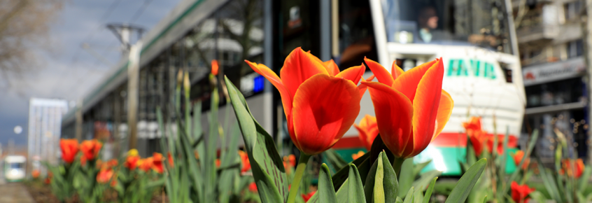 Straßenbahn auf dem Breiten Weg (Foto: Peter Gercke)