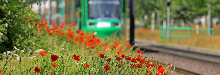 Linie 9 in Richtung Reform (Foto: Peter Gercke)