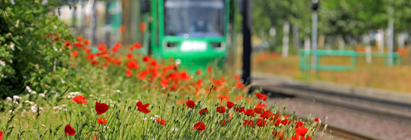 Linie 9 in Richtung Reform (Foto: Peter Gercke)