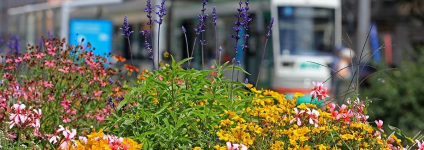 Straßenbahn an der Haltestelle "Leiterstraße" Blumen sind Vordergrund (Foto: Peter Gercke)