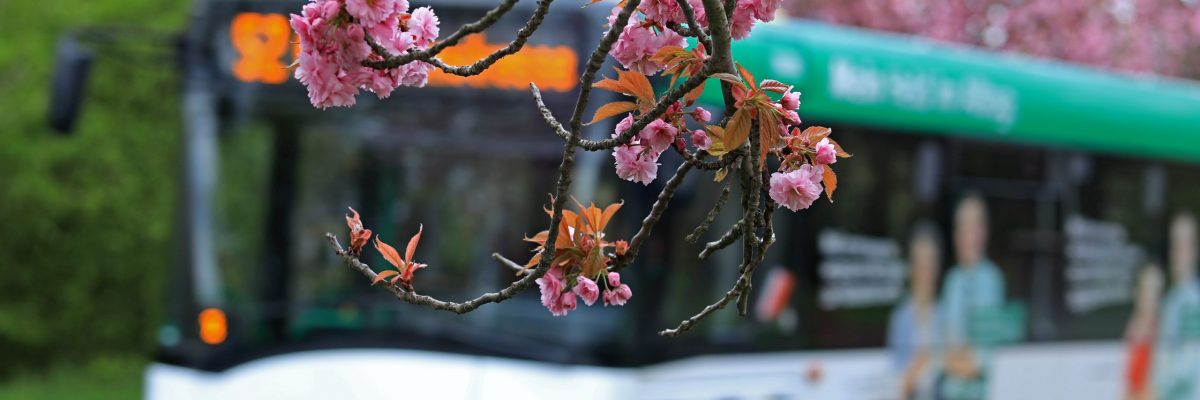 Buslinie 52 im Holzweg, Foto: Peter Gercke