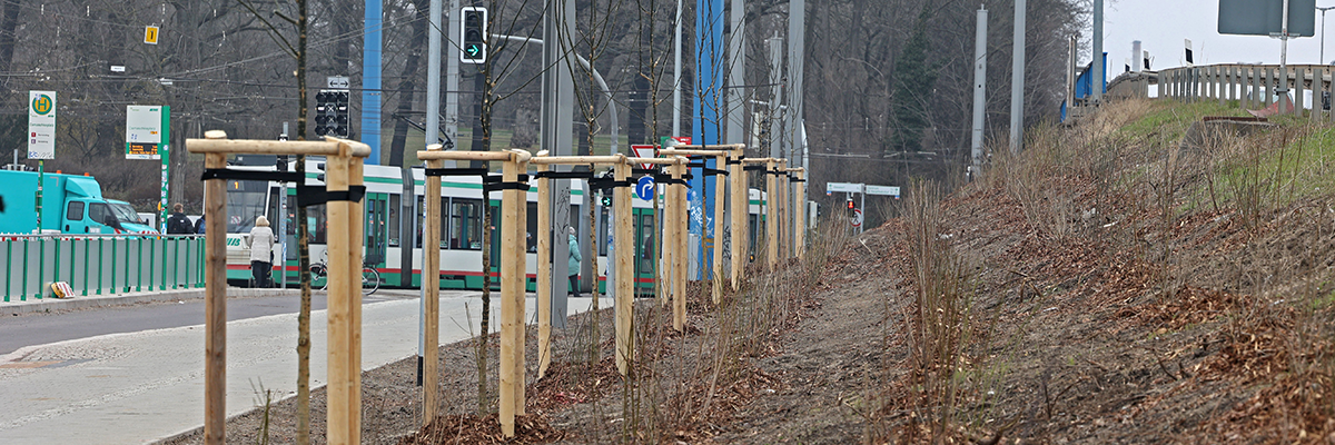 Neugestaltung der Grünflächen entlang der Straße „Adelheidring“ (Foto: Peter Gercke)