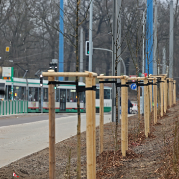 Neugestaltung der Grünflächen entlang der Straße „Adelheidring“ (Foto: Peter Gercke)