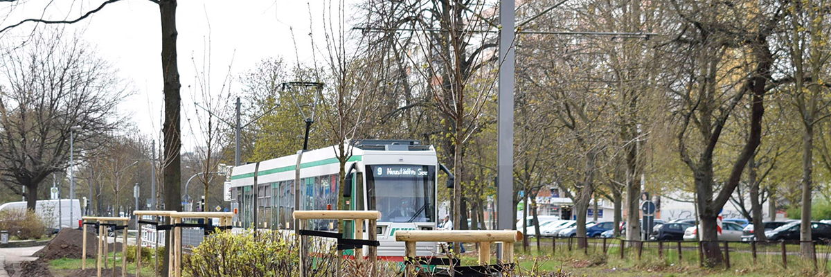 Neue Bäume an der Barleber Straße