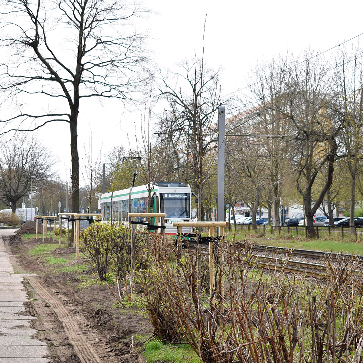 Neue Bäume an der Barleber Straße