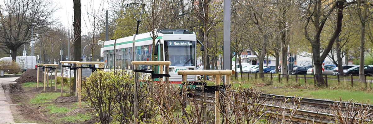 Neue Bäume an der Barleber Straße