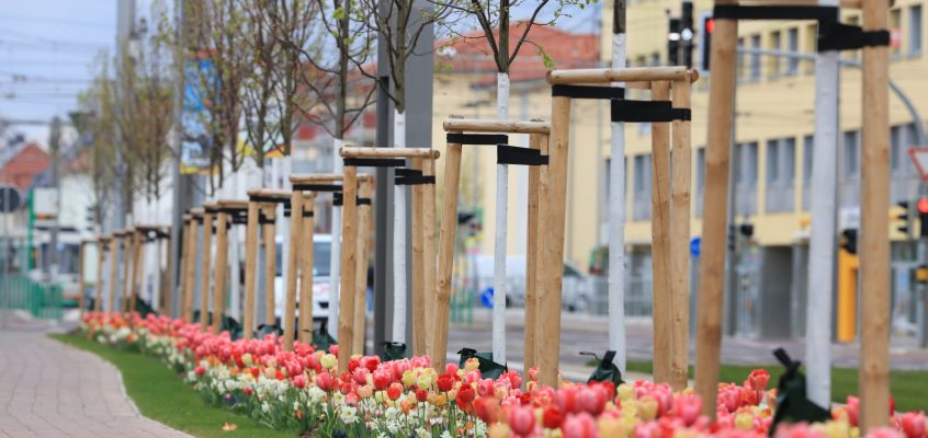 bunte Tulpen entlang der Raiffeisenstraße