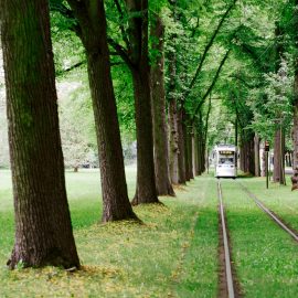 Straßenbahn im grünen Herrenkrugpark.