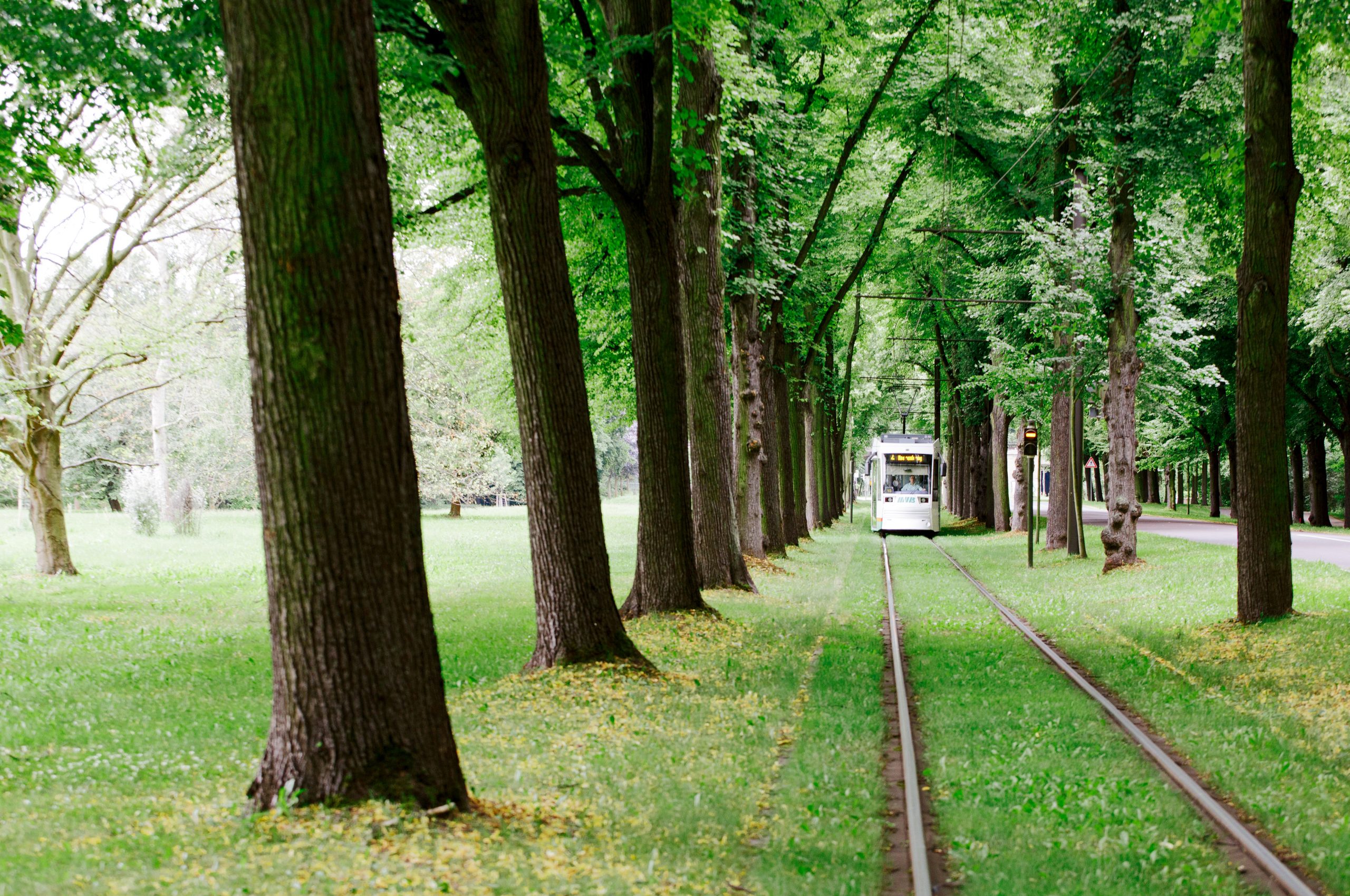Straßenbahn im grünen Herrenkrugpark.