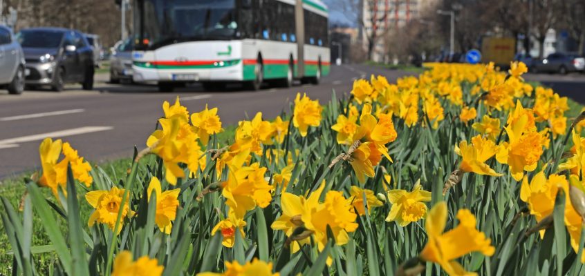 Blühende Osterglocken auf der Jakobstraße. Im Hintergrund ist ein Bus zu sehen.