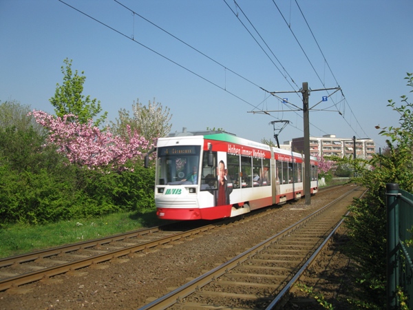 Straßenbahn der Linie 4 Richtung Cracau im Straßenverkehr.