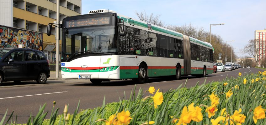 Bus der Linie 73 Richtung Olvenstedter Platz auf der Jakobstraße mit Osterglocken.