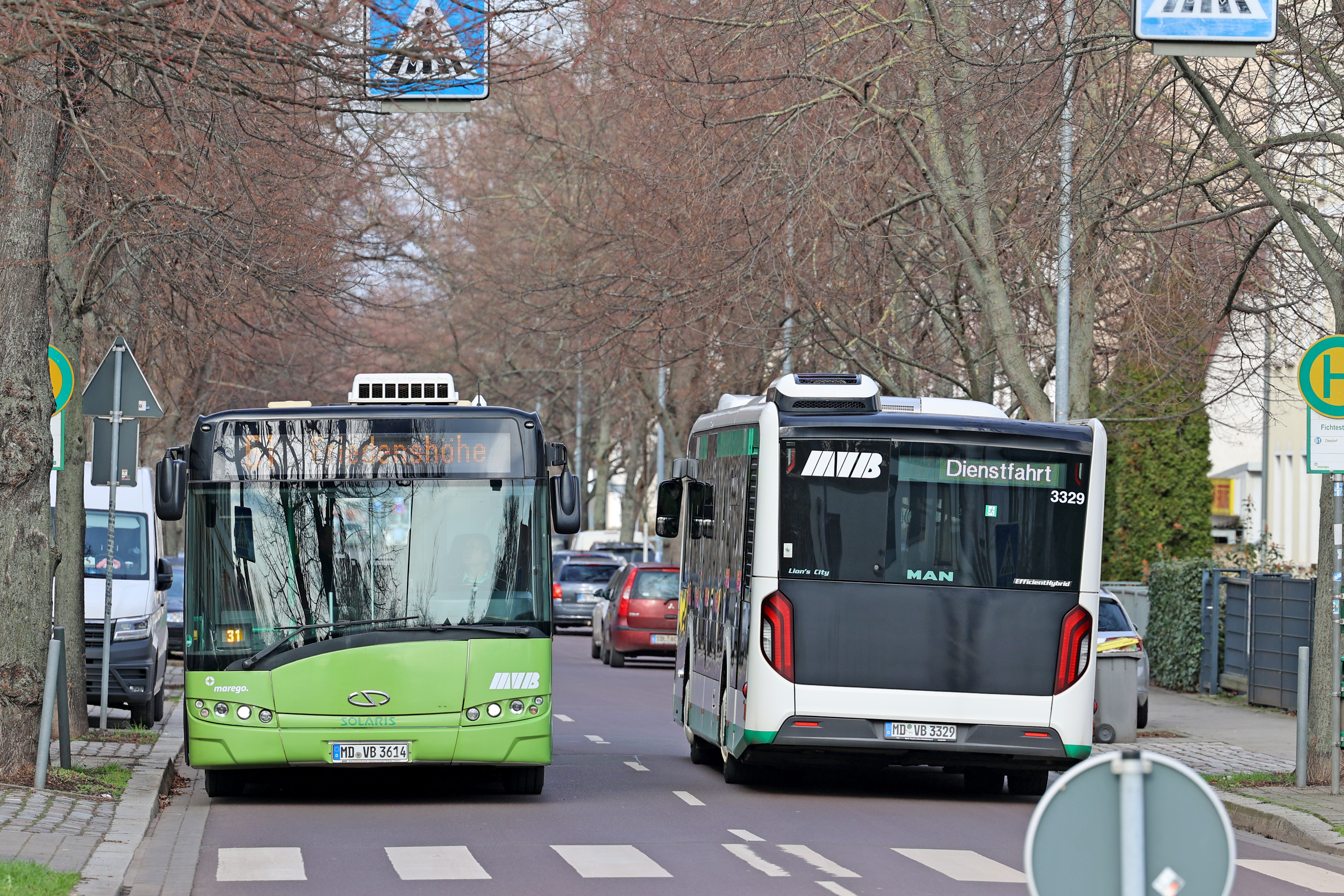 Busse der MVB in der Fichtestraße an einem Fußgängerüberweg.