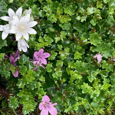 Bild von Efeu und Blumen, die auf dem begrünten Dach einer Fahrgastwartehalle wachsen
