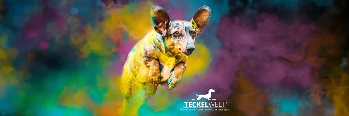 buntes Banner der Teckelwelt, auf dem ein bunt gefleckter Dackel einen Bogen springt.
