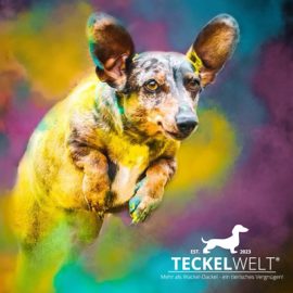 buntes Banner der Teckelwelt, auf dem ein bunt gefleckter Dackel einen Bogen springt.
