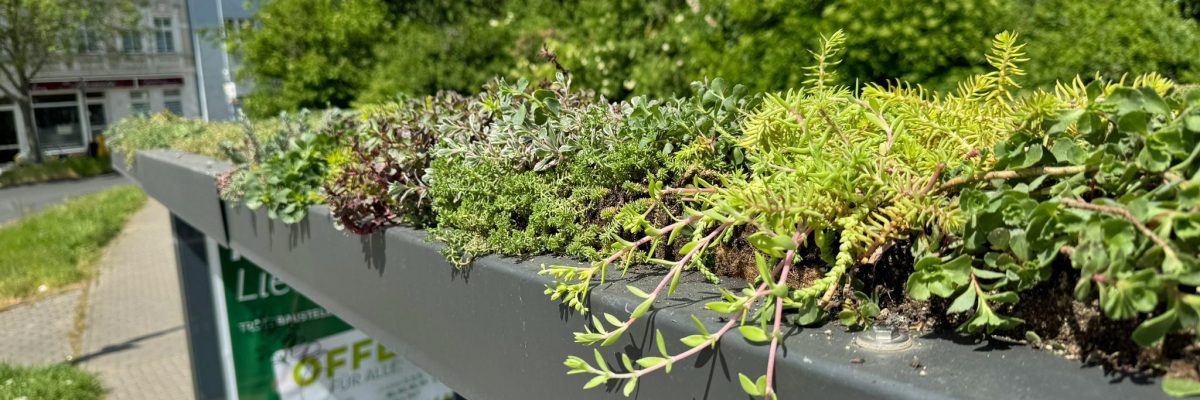 Nahaufnahme eines begrünten Daches eines Haltestellenwartebereichs.