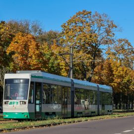 Straßenbahn der Linie 6, die durch den herbstlich verfärbten Herrenkrug Park fährt