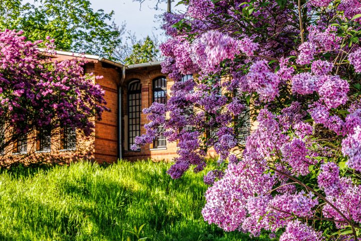 Foto: Gotthard Demmel. Gartenhaus im Klosterbergegarten mit blühendem Flieder