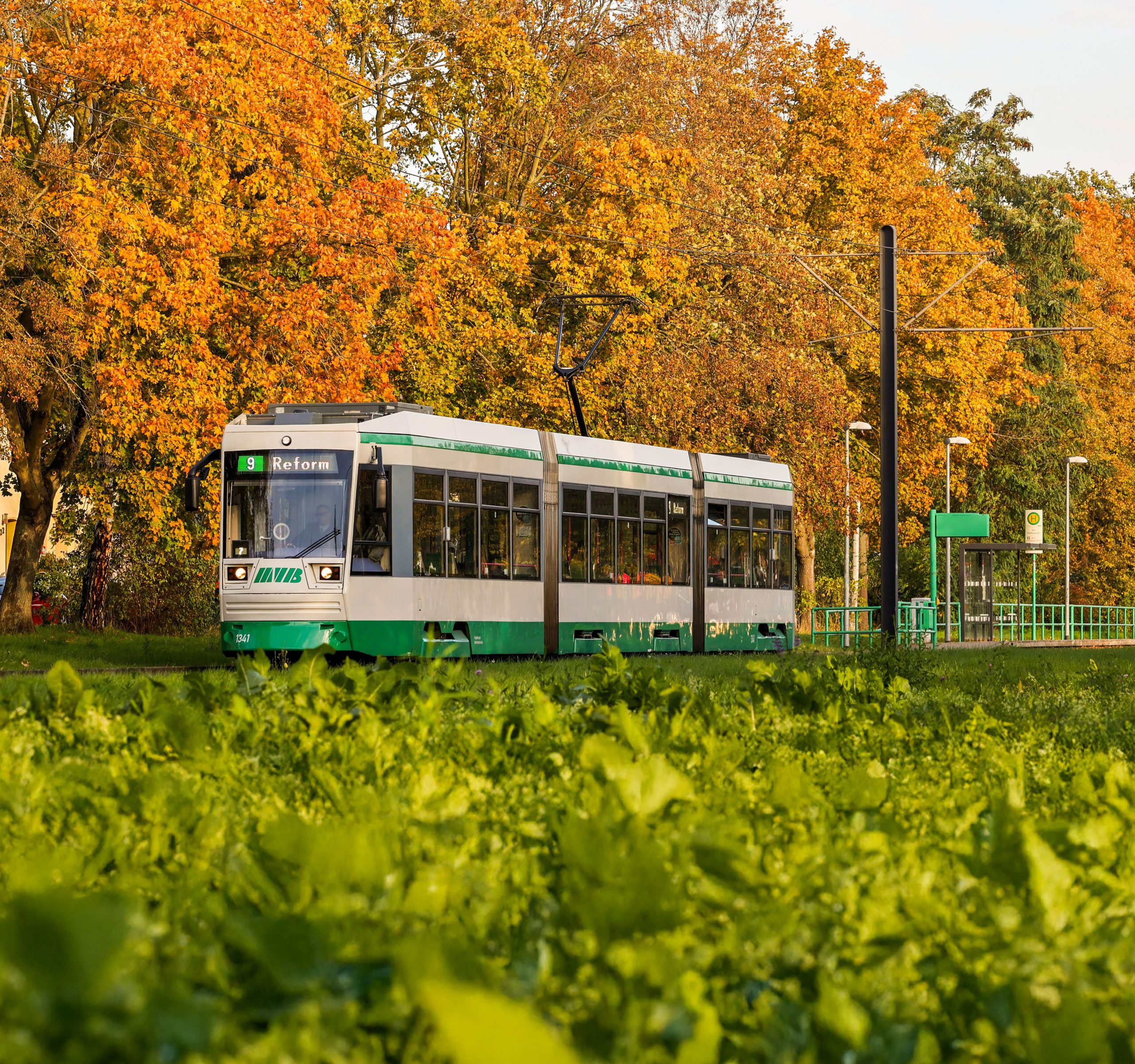 Straßenbahn der Linie 9 mit der Zielbeschilderung "Reform". Im Hintergrund Bäume mit verfärbten Herbstblättern.
